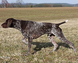 Aramis von der Königsleite